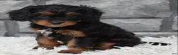 Cavapoo dogs for sale: Roxy - Ad 4