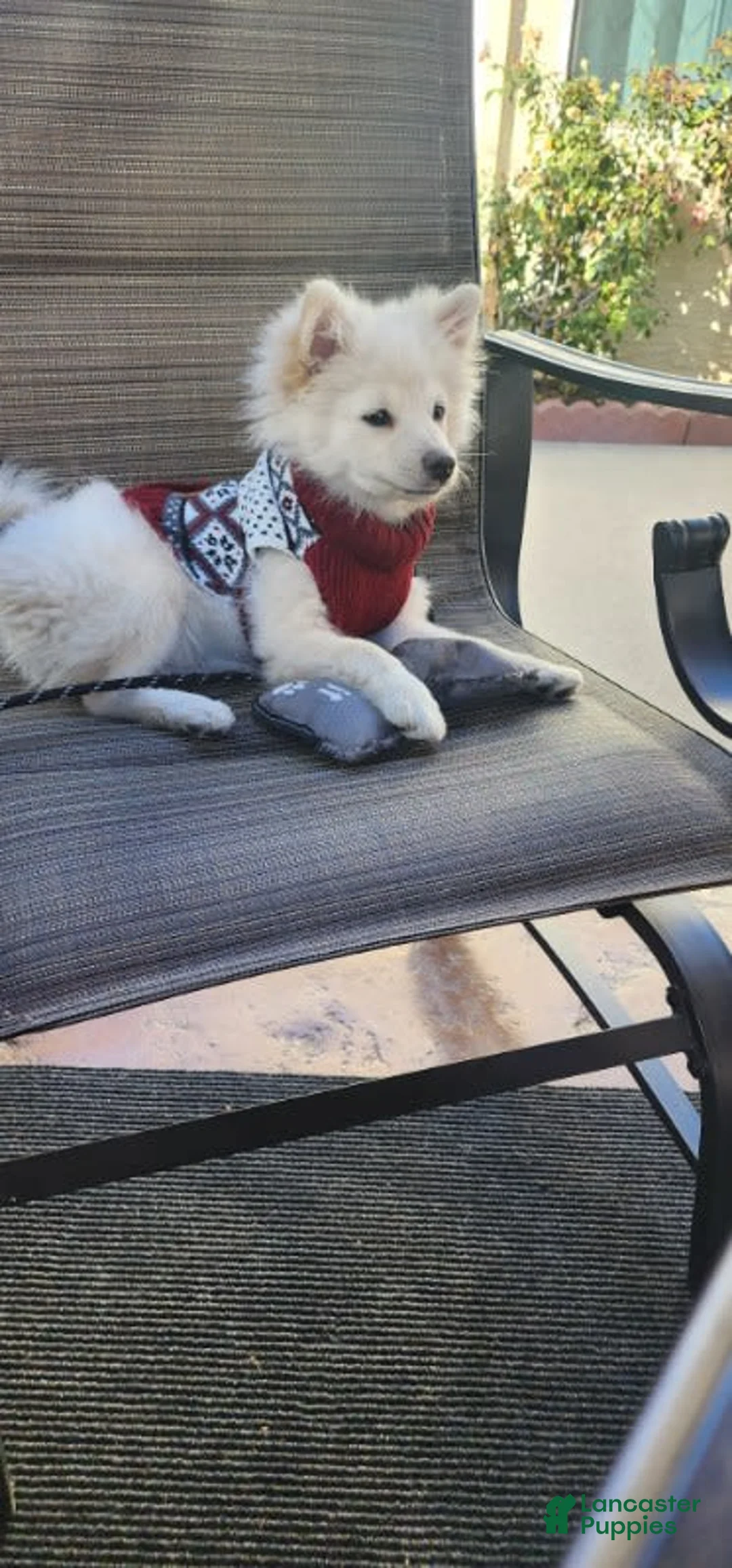 Gallery Image {{count}}