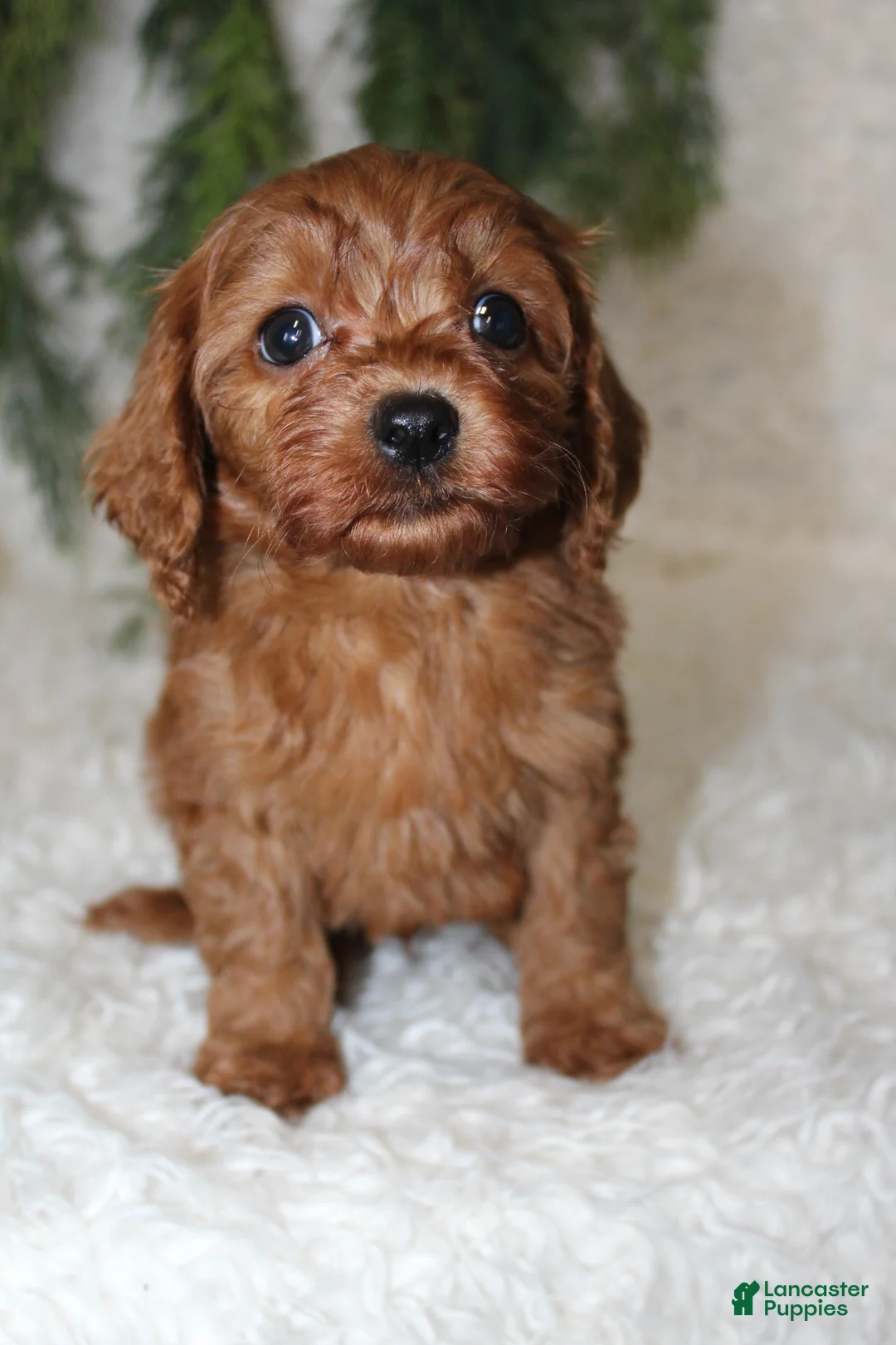 Mini Goldendoodle dogs for sale: Mini Goldendoodle 4 - Ad 3