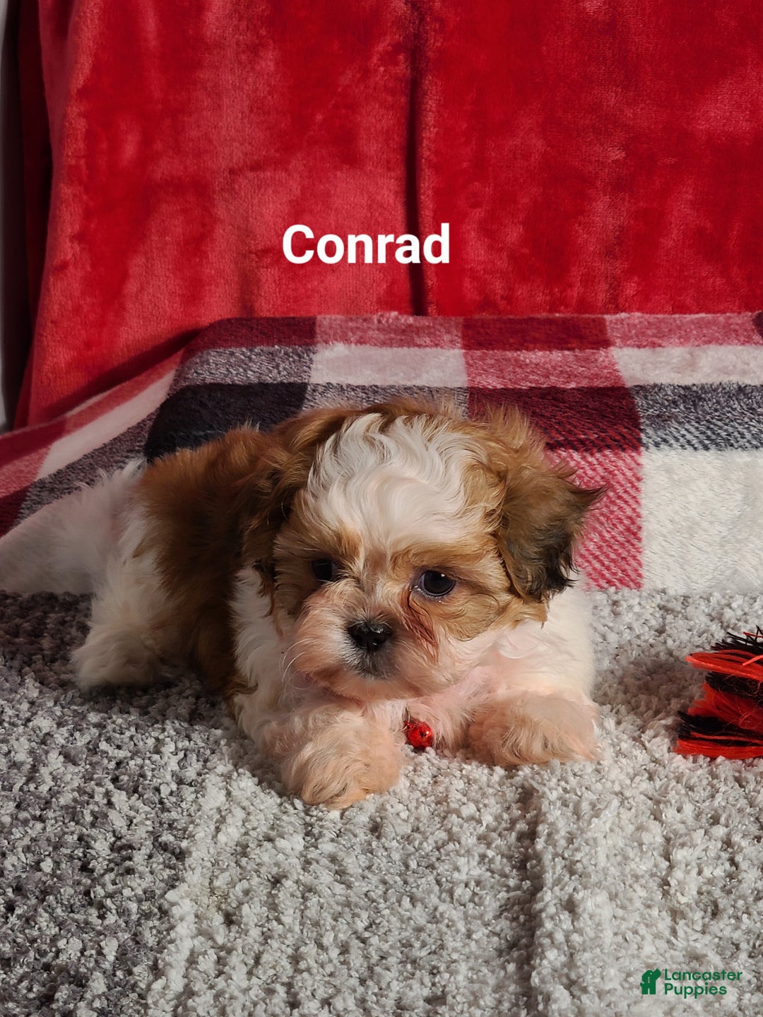 Shih Tzu dogs for sale: Conrad  - Ad 3