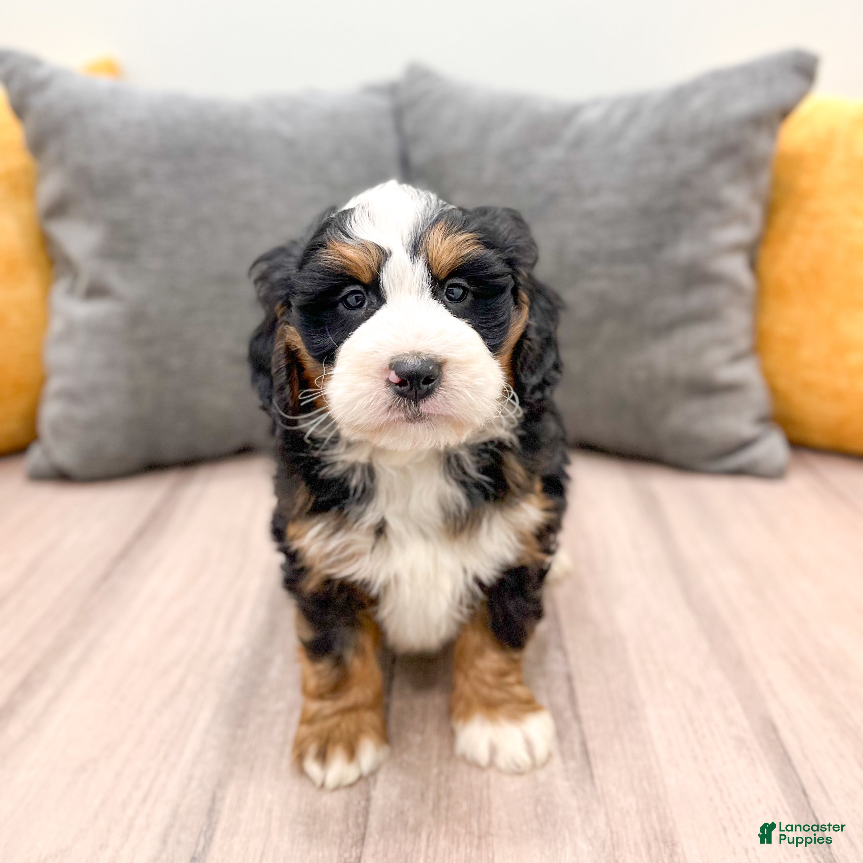 Mini Bernedoodle dogs Ranger - Ad 2