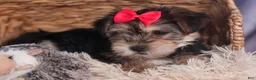 Morkie dogs for sale: Nova - Ad 7