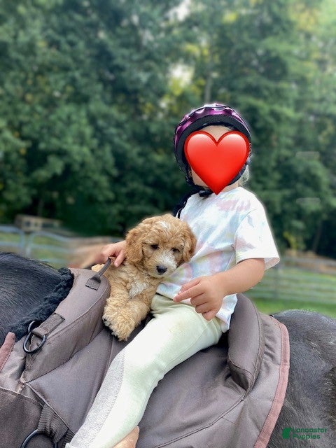 Mini Goldendoodle dogs Finn - Ad 1