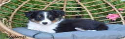 Shetland Sheepdog dogs for sale: Echo - Ad 2