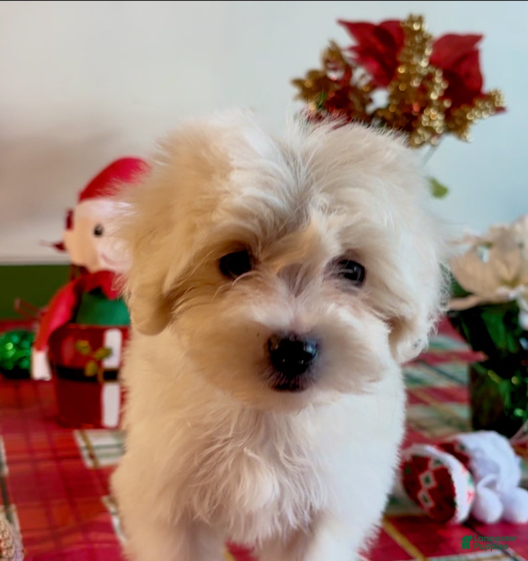 Shorkie dogs for sale: Shorkie Puppy 2 - Ad 4