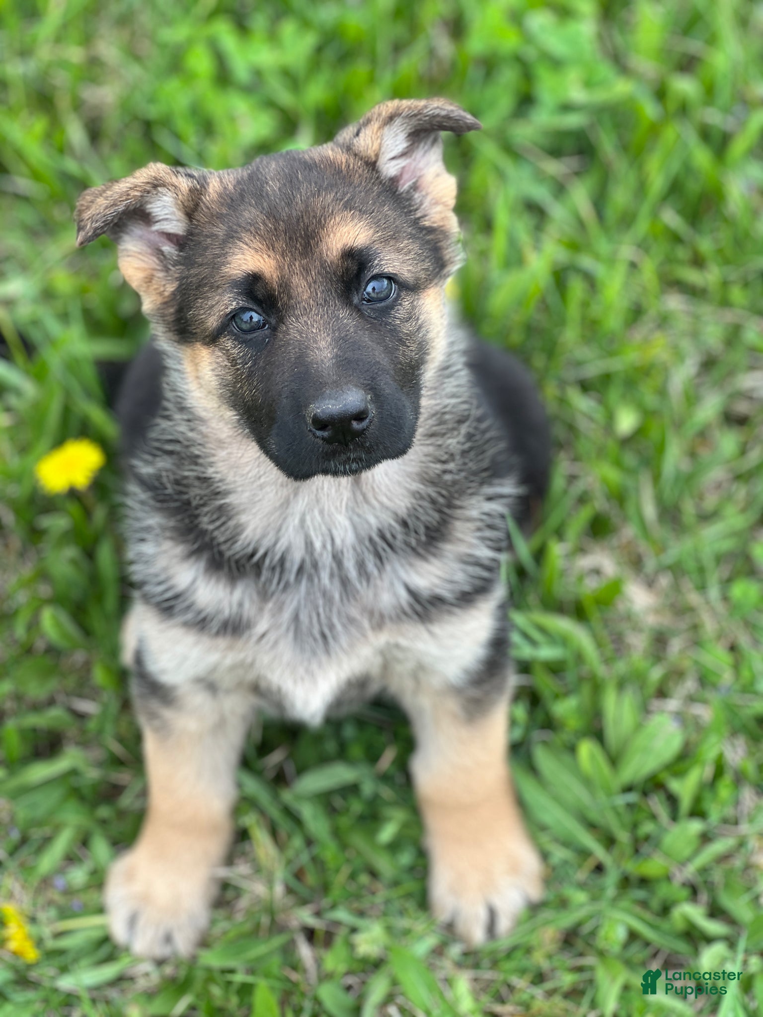 German Shepherd dogs for sale: Lulu - Ad 1