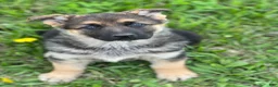 German Shepherd dogs for sale: Lulu - Ad 1