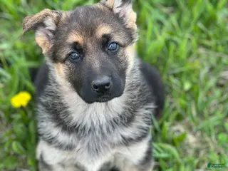 German Shepherd dogs for sale: Lulu - Ad 1