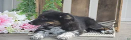 Mixed Breed dogs for sale: Brook - Ad 7