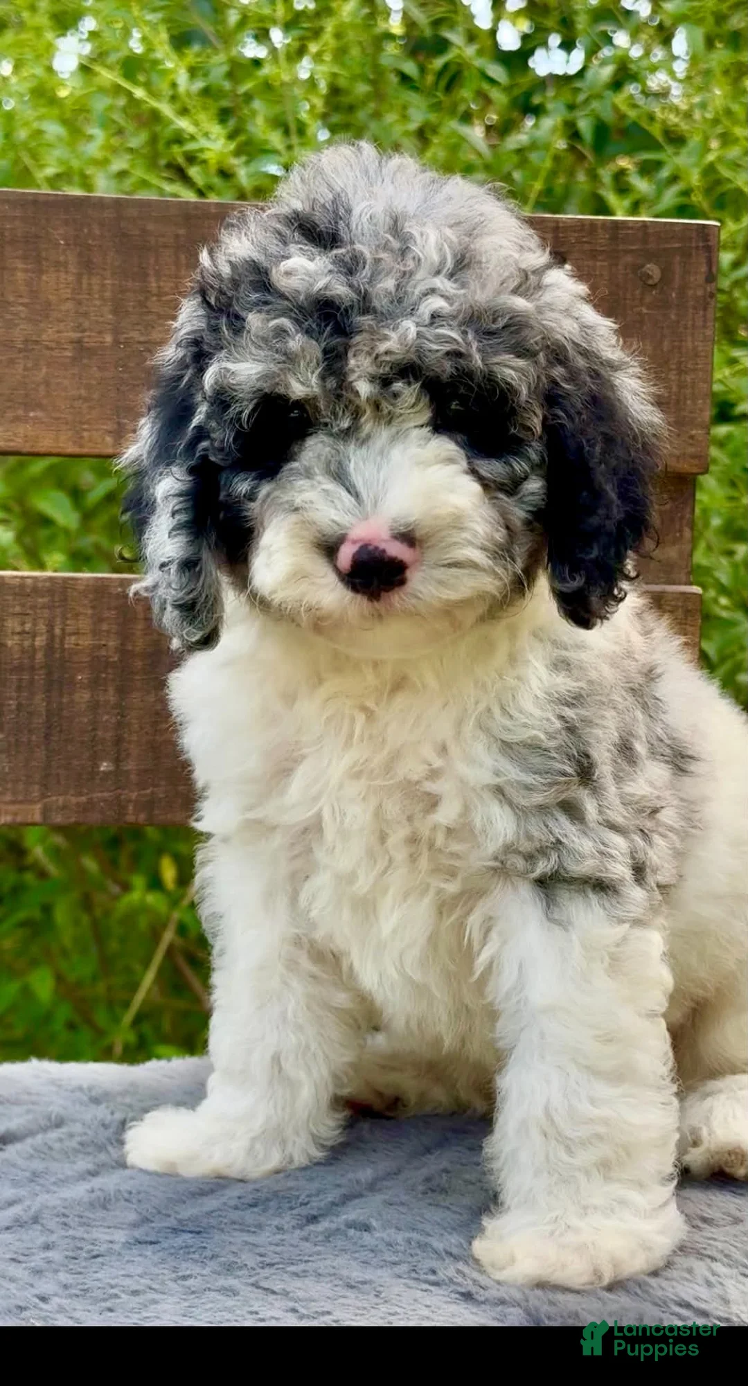 Cockapoo dogs for sale: Cockapoo 3 - Ad 2