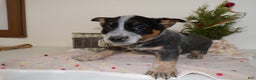 Australian Cattle Dog dogs for sale: Australian Cattle Dog Puppy 2 - Ad 1