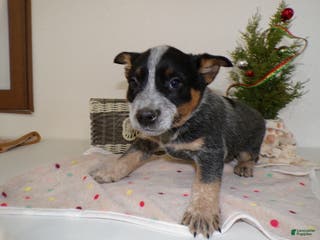 Australian Cattle Dog dogs Australian Cattle Dog Puppy 2 - Ad 18