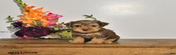 Yorkshire Terrier dogs for sale: Twila - Ad 4