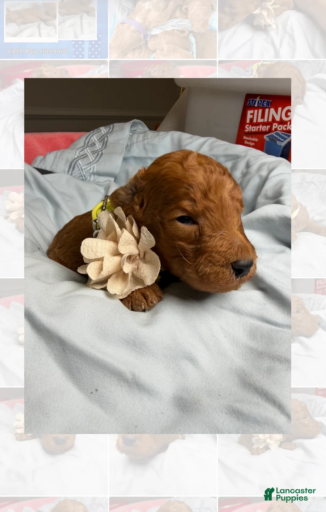 Standard Poodle dogs for sale: Lilac - Ad 5