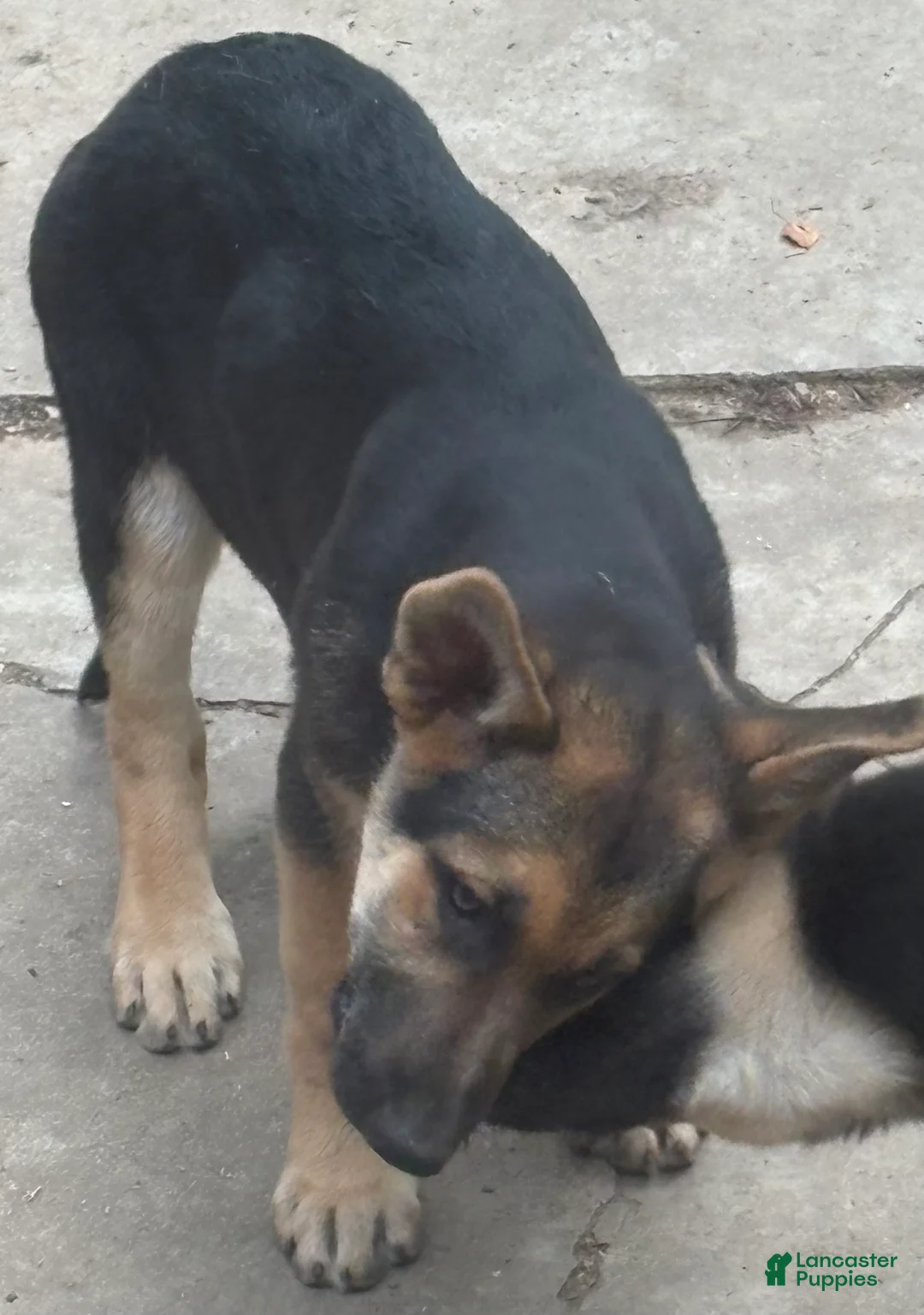 German Shepherd dogs for sale: German Shepherd 3 - Ad 1