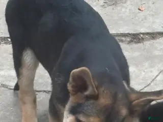 German Shepherd dogs German Shepherd 3 - Ad 6