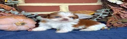 Shih Tzu dogs for sale: Popcorn - Ad 4