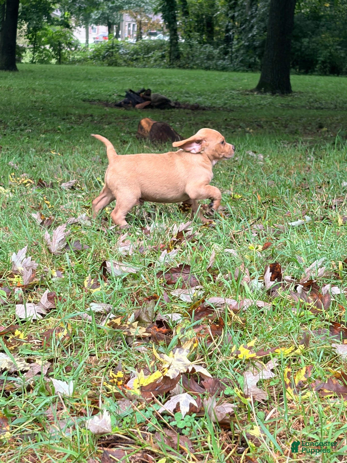Mixed Breed dogs Mixed Breed 3 - Ad 2