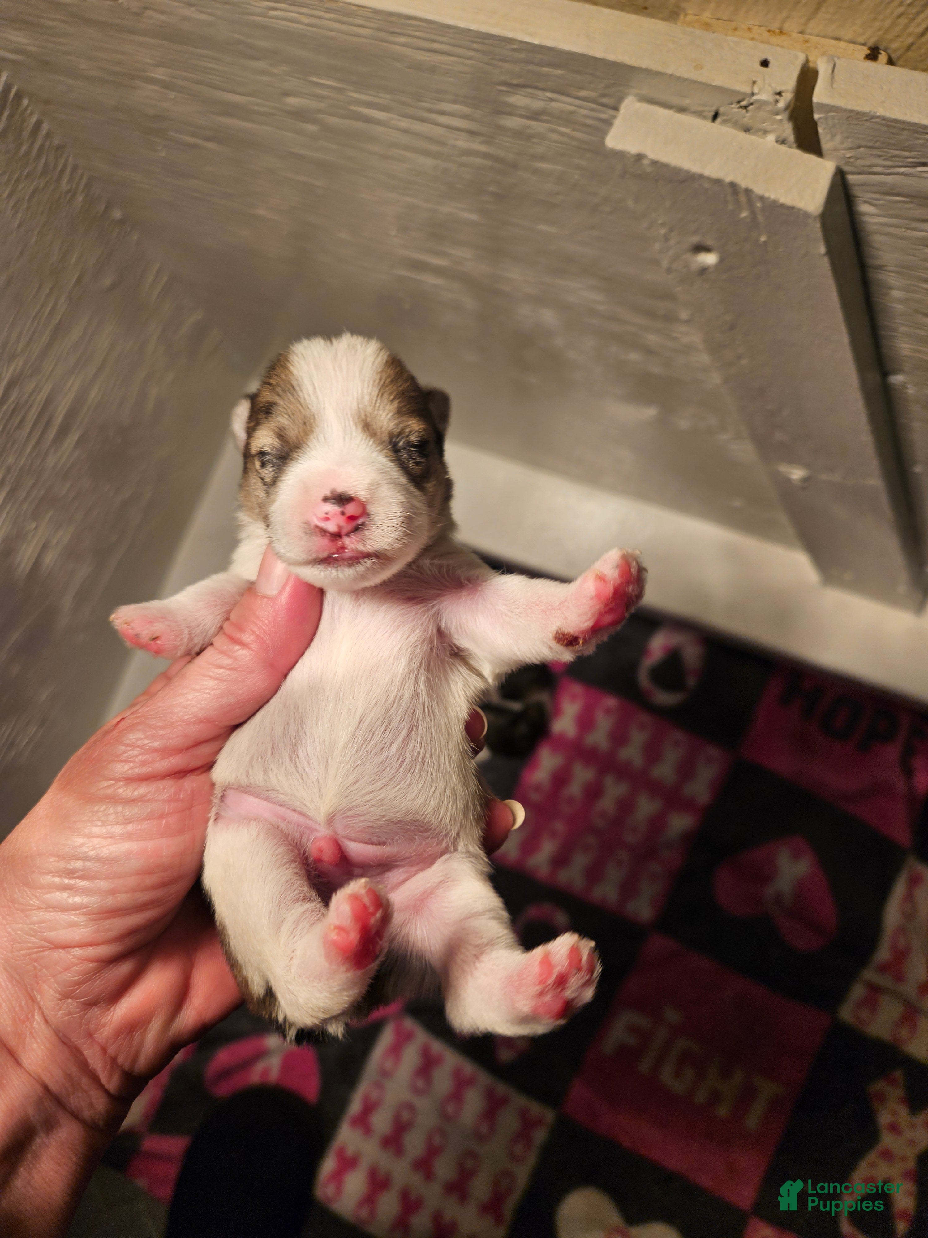 Miniature Schnauzer dogs Blue merle parti male  - Ad 12
