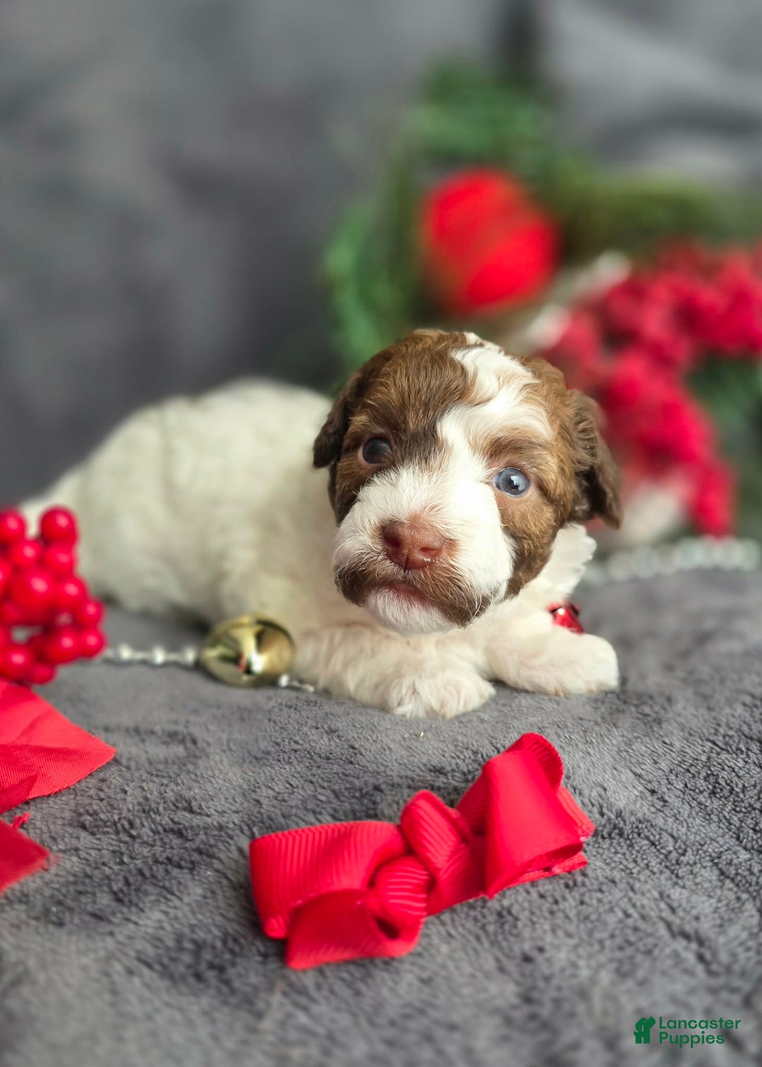 Havapoo dogs for sale: Selleck  - Ad 2