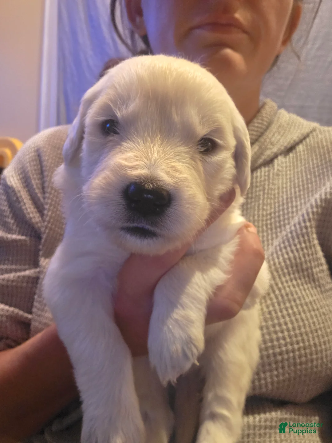 Golden Retriever dogs for sale: Baby boy brown - Ad 2