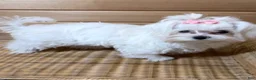 Maltese dogs for sale: Maltese 1 - Ad 4