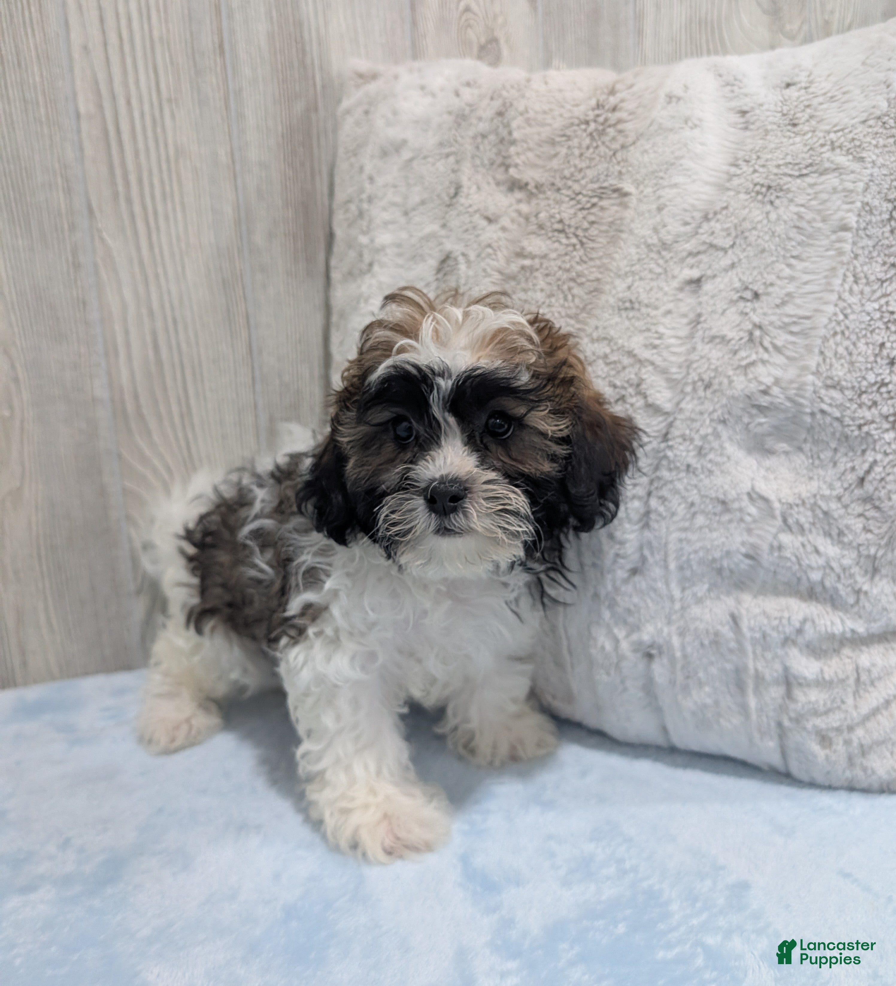 Shihpoo dogs Rocky - Ad 2
