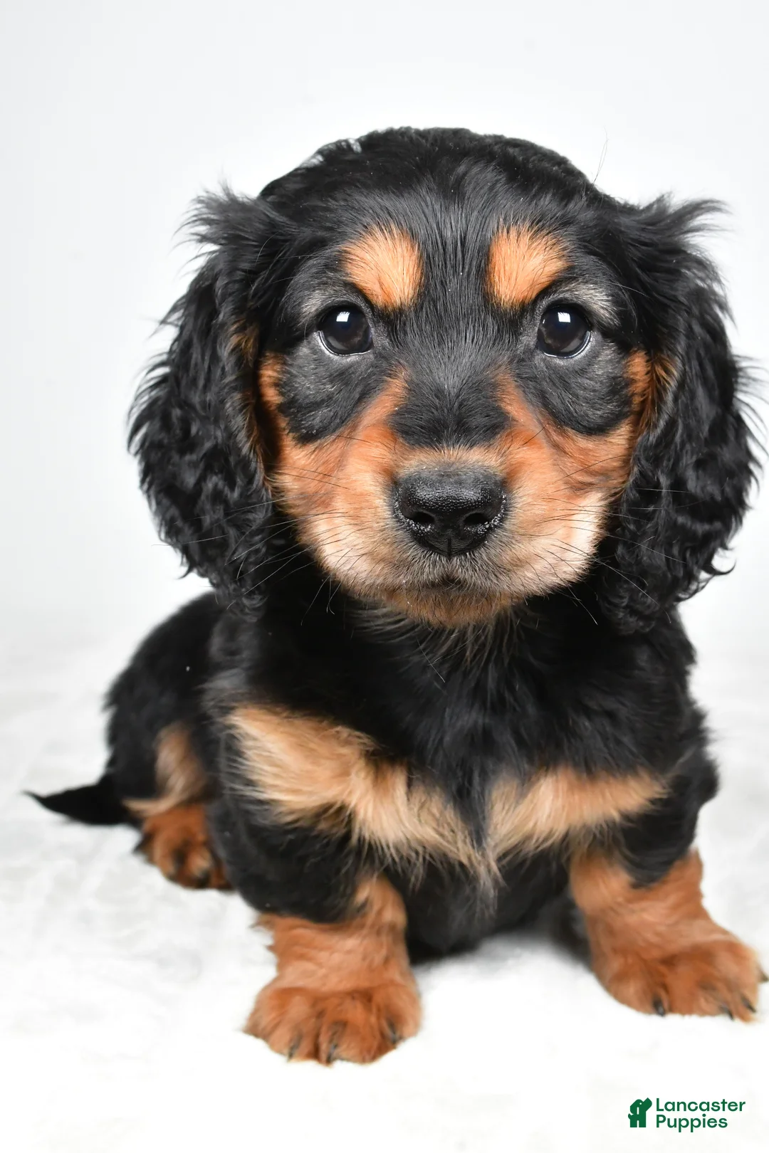 Dachshund dogs for sale: River - Ad 9