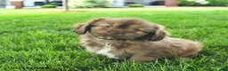 Mixed Breed dogs for sale: Scarlet - Ad 3
