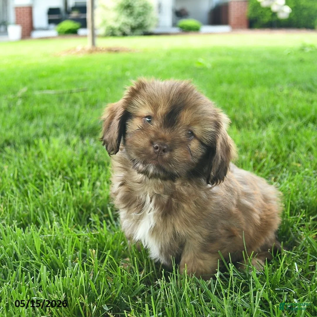 Mixed Breed dogs for sale: Scarlet - Ad 3