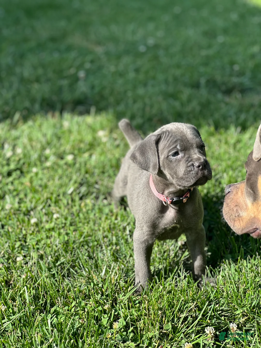Cane Corso dogs for sale: Rita - Ad 2