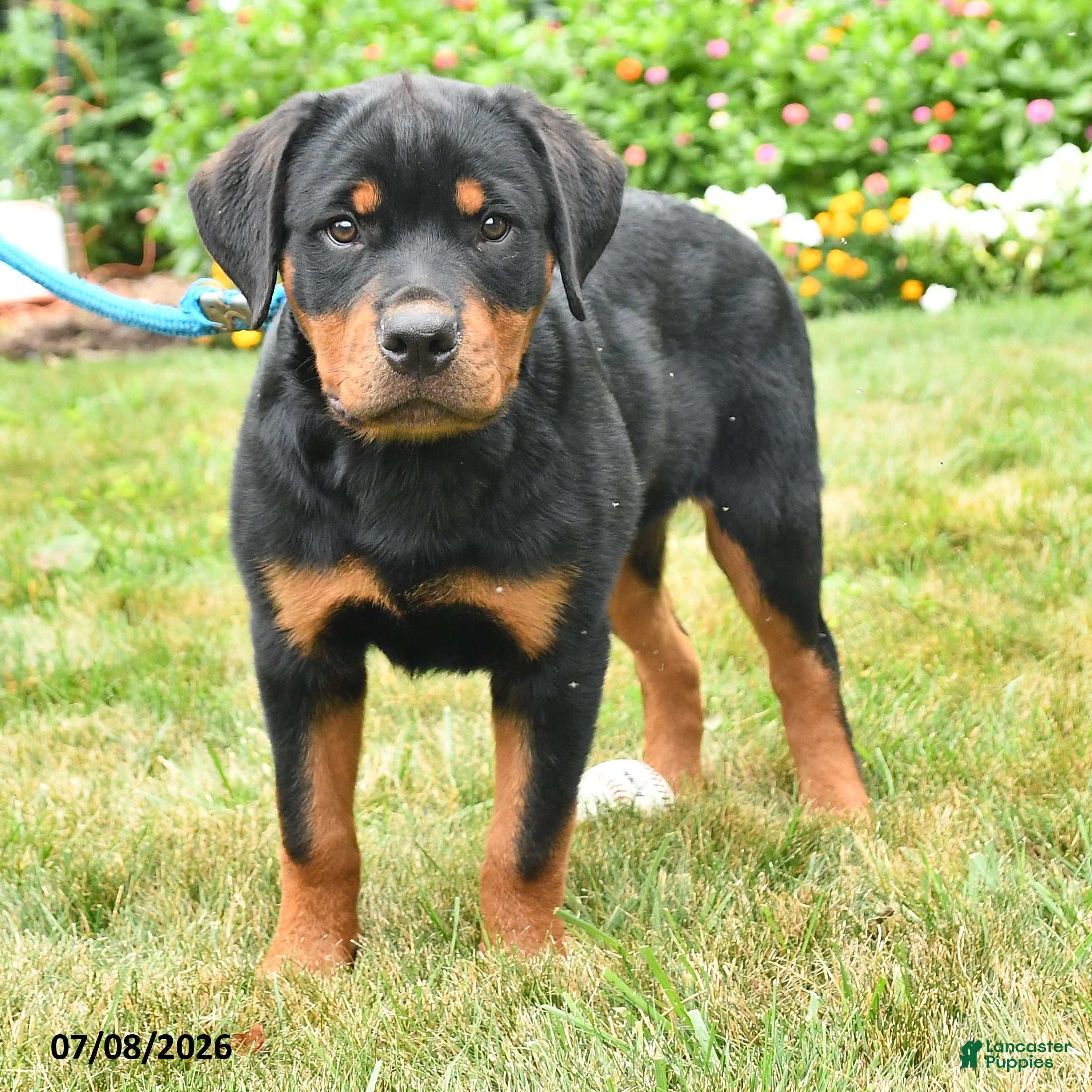 Rottweiler dogs Griffin - Ad 2