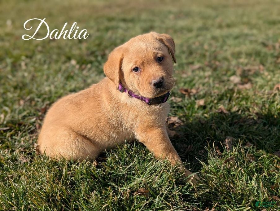 Labrador Retriever dogs Dahlia - Ad 1