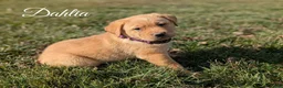Labrador Retriever dogs for sale: Dahlia - Ad 1
