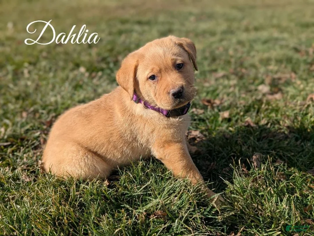 Labrador Retriever dogs for sale: Dahlia - Ad 1