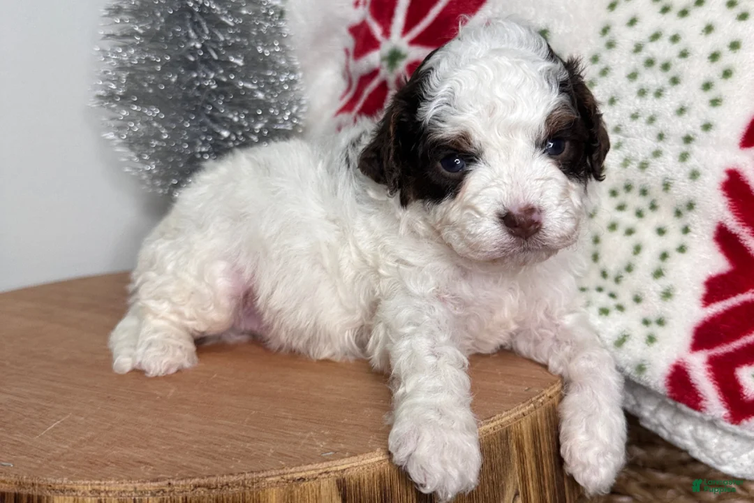 Cavapoo dogs for sale: Comet - Ad 3