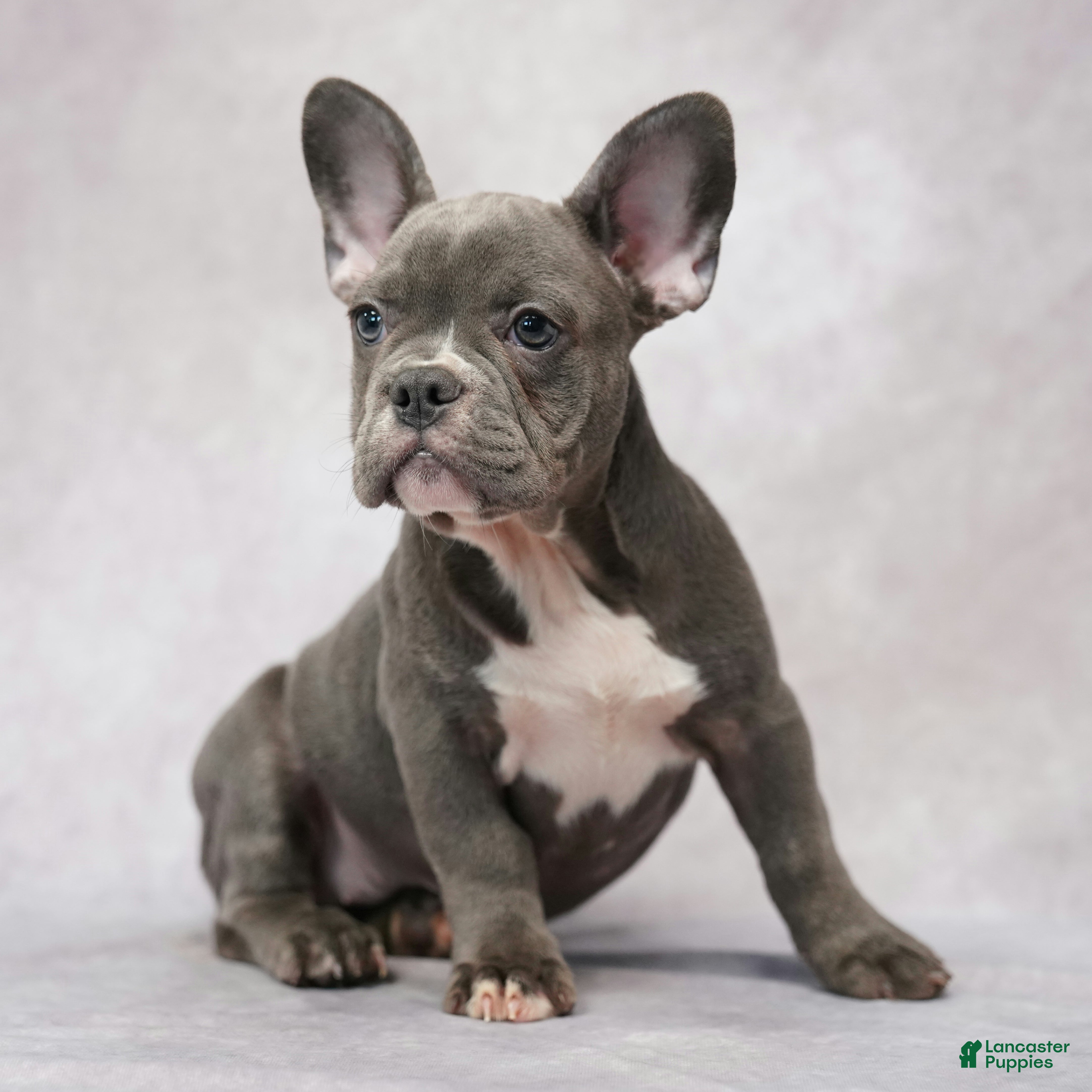 French Bulldog dogs Frank - Ad 1