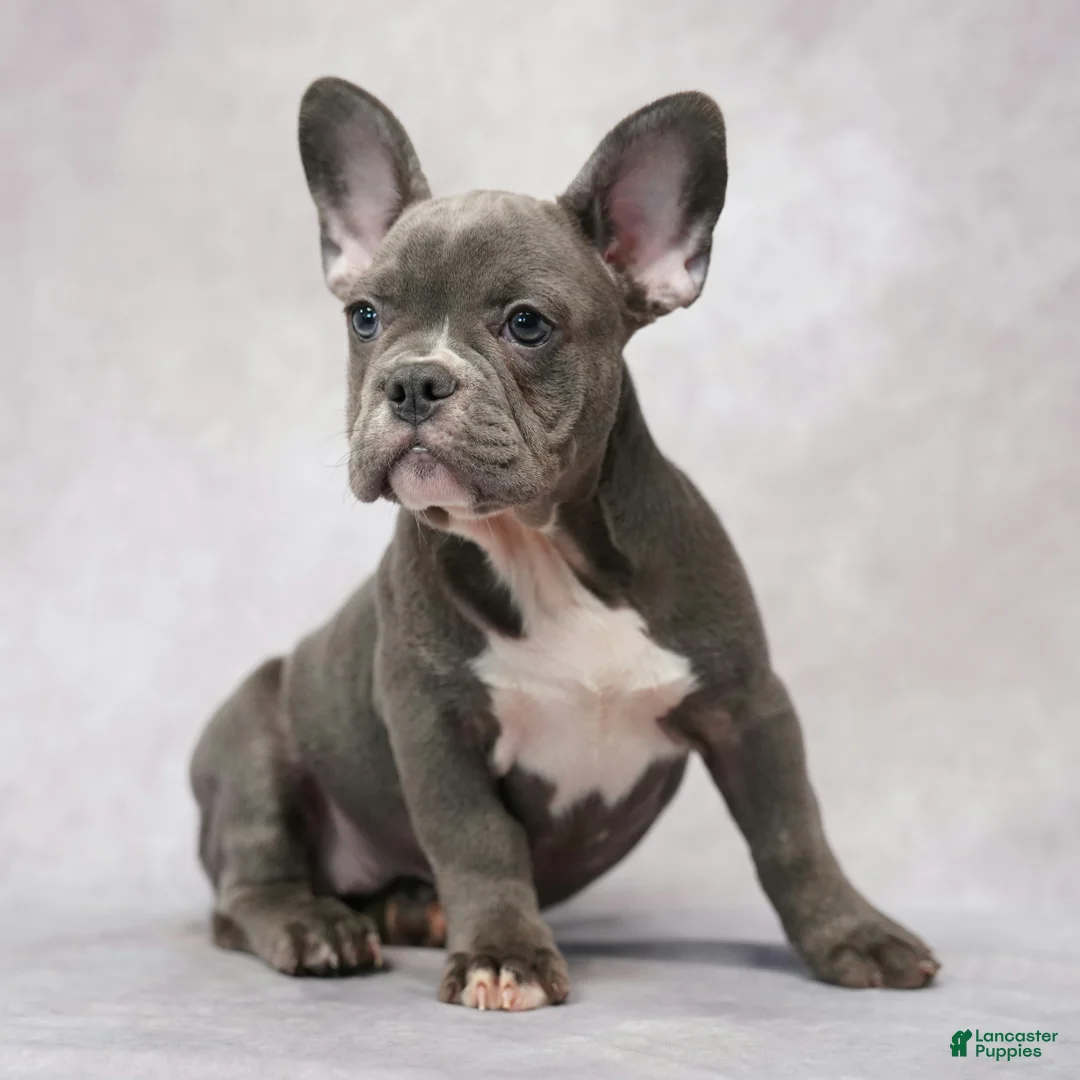 French Bulldog dogs for sale: Frank - Ad 1