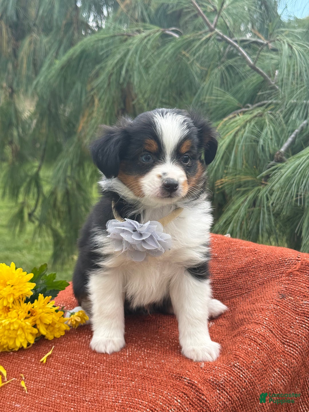 Miniature Australian Shepherd dogs for sale: Tango - Ad 11