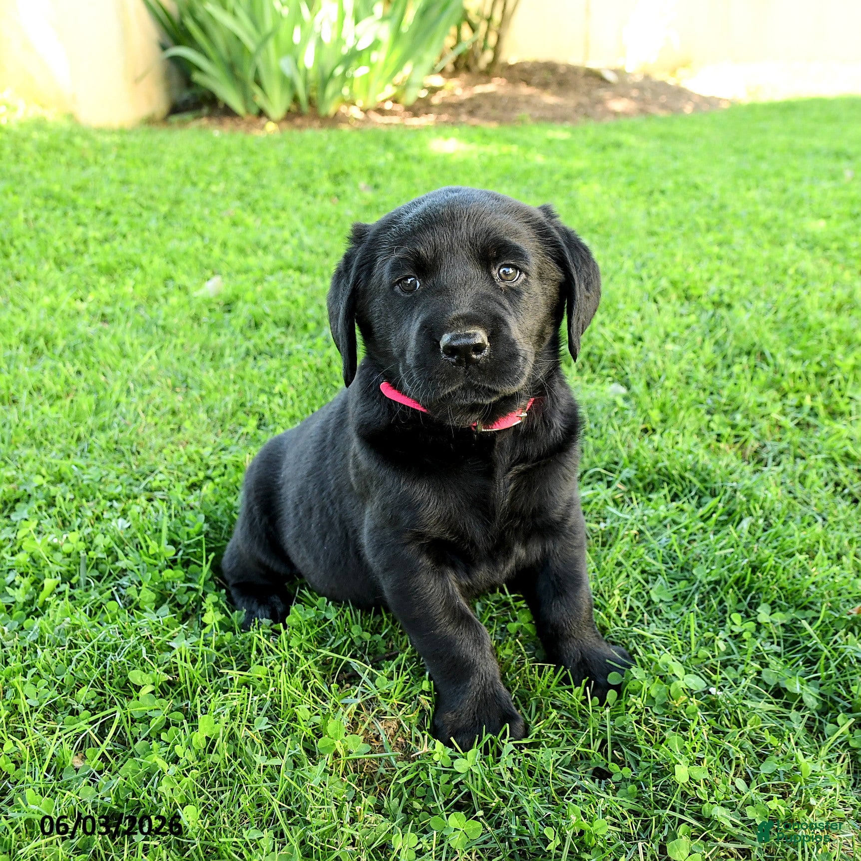 Labrador Retriever dogs for sale: Adriana - Ad 1