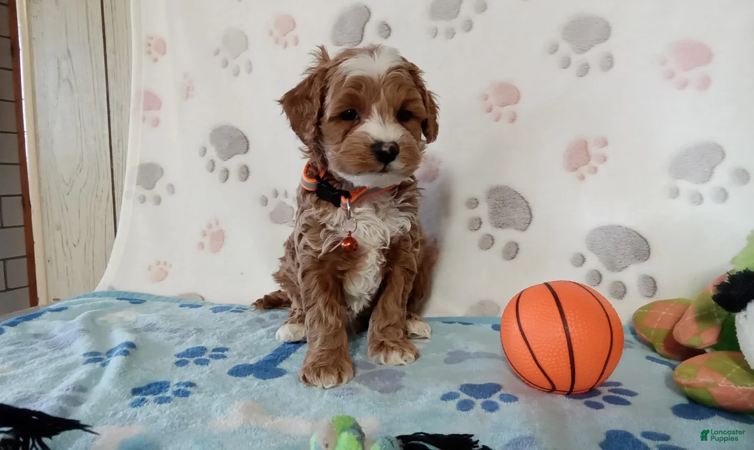 Cockapoo dogs for sale: Sparky  - Ad 1