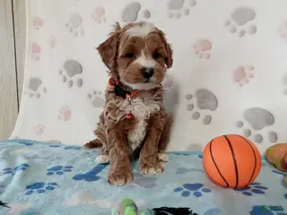 Cockapoo dogs for sale: Sparky - Ad 3