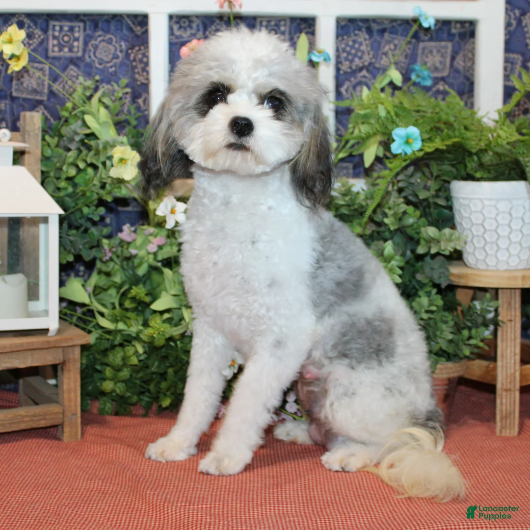 Cavapoo dogs for sale: Baxley - Ad 3