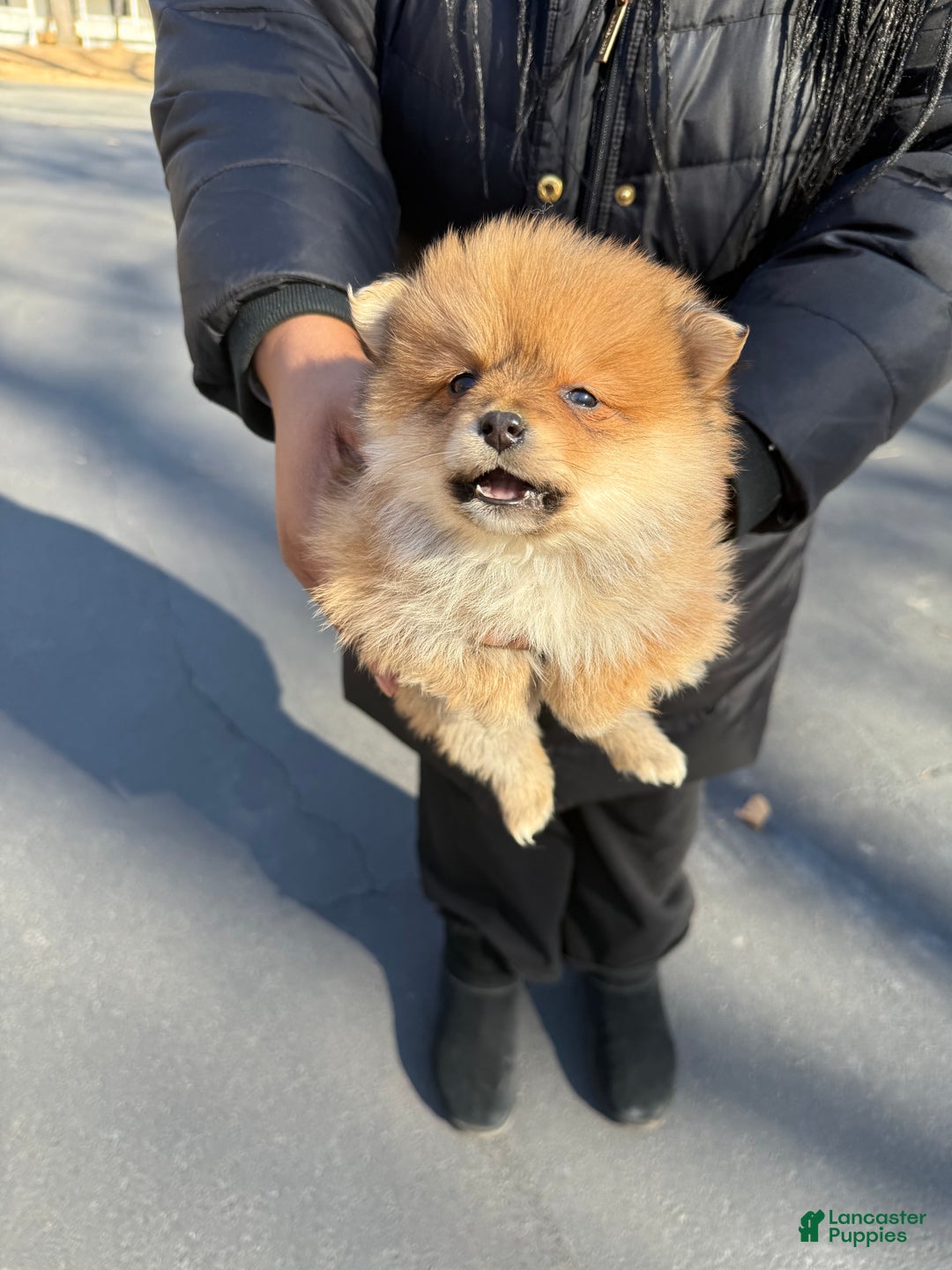 Pomeranian dogs for sale: Pomeranian Puppy 4 - Ad 1
