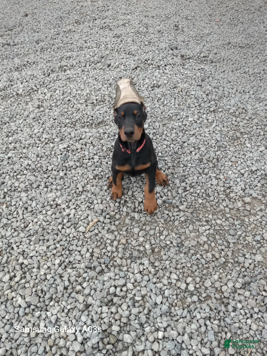 Doberman Pinscher dogs for sale: Misty - Ad 1