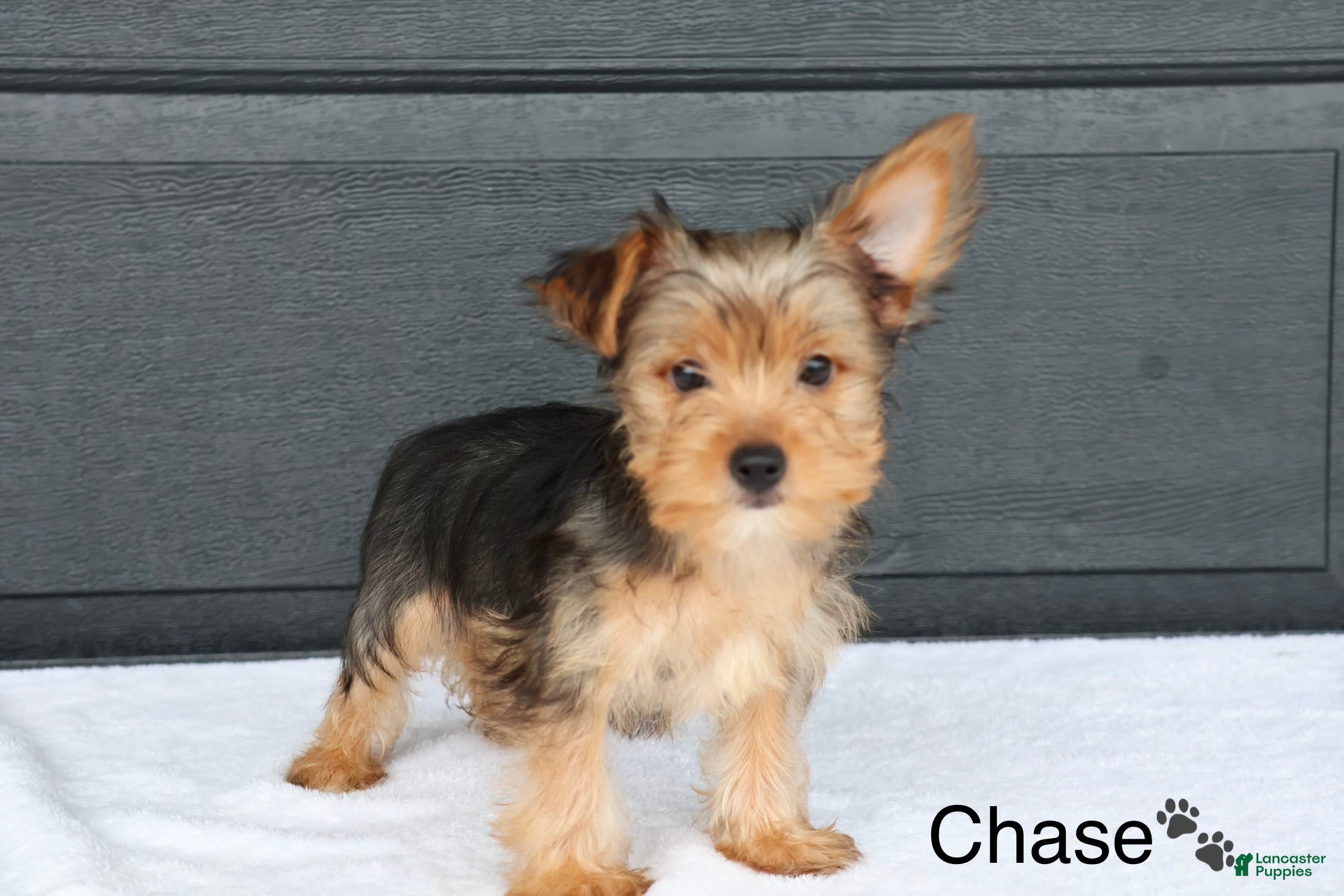 Yorkshire Terrier dogs Chase - Ad 1