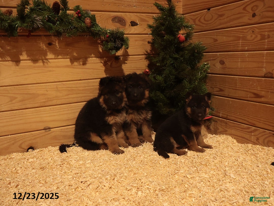 German Shepherd dogs for sale: Holly - Ad 4