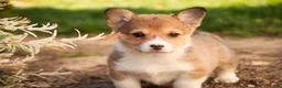 Welsh Corgi Pembroke dogs for sale: Olivia - Ad 6