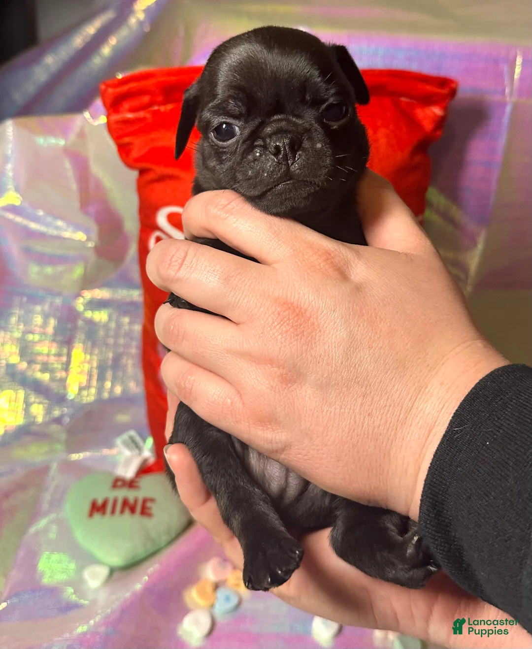 Pug dogs for sale: Chip - Ad 4