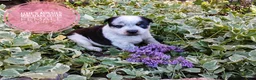 Mixed Breed dogs for sale: Cotton Tail - Ad 4